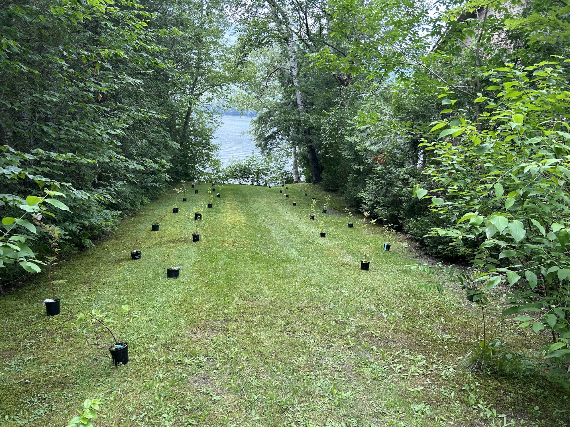 May contain: grove, land, nature, outdoors, plant, tree, vegetation, woodland, graveyard, grass, garden, path, and trail